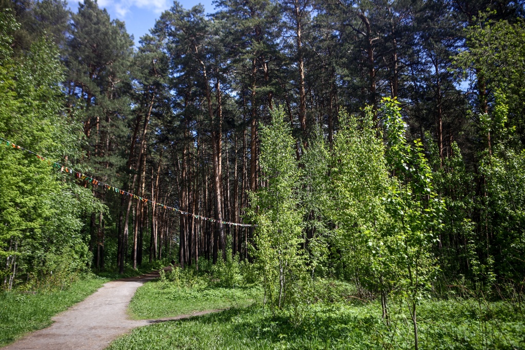 Новосибирцы выбирают проект благоустройства Инюшенского бора